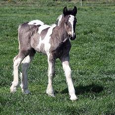 Irish Cob Mr.BigD of Irish (Samson)
