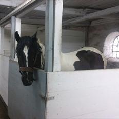Irish Cob Mr.BigD of Irish (Samson)