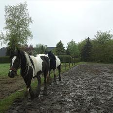Irish Cob Mr.BigD of Irish (Samson)