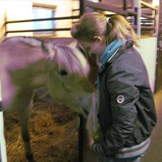 Fjordhest Fenja Drejer' Fiske (;