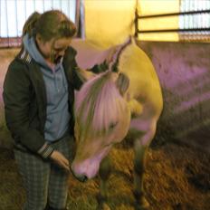 Fjordhest Fenja Drejer' Fiske (;