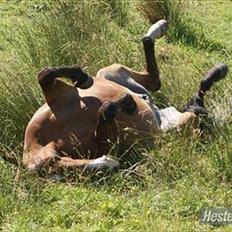 Hollandsk Sportspony Coco Djambo