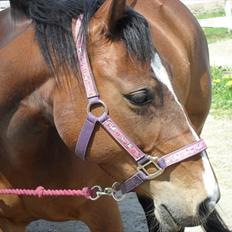 Anden særlig race Maggie