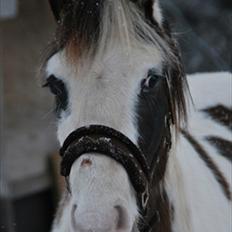 Anden særlig race Spanggaard's Pocahontas 