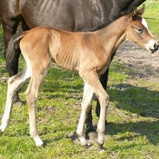 Welsh Partbred (Sec F) Stillebækkens Alma