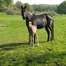 Welsh Partbred (Sec F) Stillebækkens Alma
