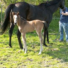 Welsh Partbred (Sec F) Stillebækkens Alma