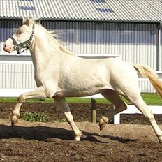 Welsh Mountain (sec A) Strathies Baltimore (R.I.P.)