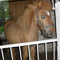 Shetlænder Bambi - Solgt