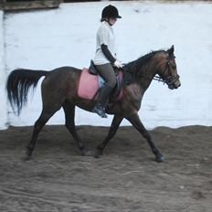 DSP Mølbjerggårds Sephora