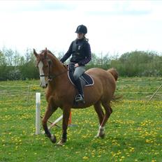 Dansk Varmblod Petra