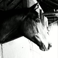 Dansk Varmblod Tøsen