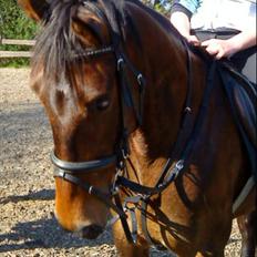 Dansk Varmblod Tøsen