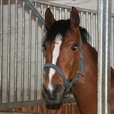 Welsh Partbred (Sec F) Wester Aikema´s Nanouk *Sendt hjem :'( *