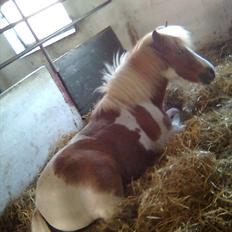 Shetlænder Futte (tidl. redet)