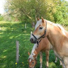 Haflinger Allegro Torp