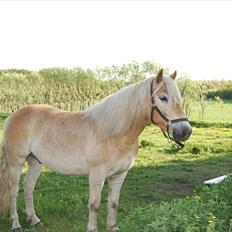 Haflinger Allegro Torp