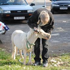 Miniature Marielunds Sw. G. Nugget