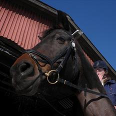 Dansk Varmblod Sabine- Bine