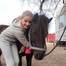Shetlænder Zeus Savnet<3<3