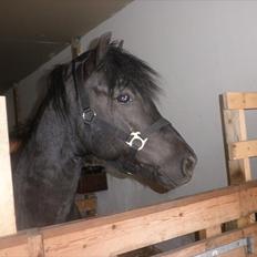 Anden særlig race Thor