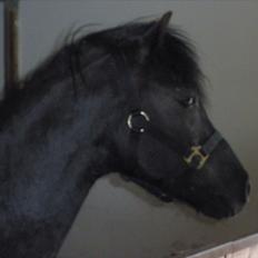 Anden særlig race Thor