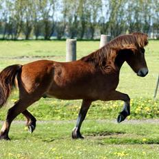 Islænder Frændi fra Strø