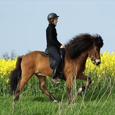 Islænder Frændi fra Strø