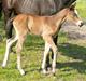 Welsh Partbred (Sec F) Stillebækkens Alma