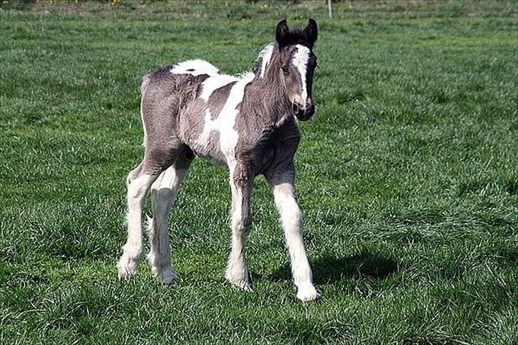 Irish Cob Mr.BigD of Irish (Samson) - Lige et lille følle billed af ham :) billede 1