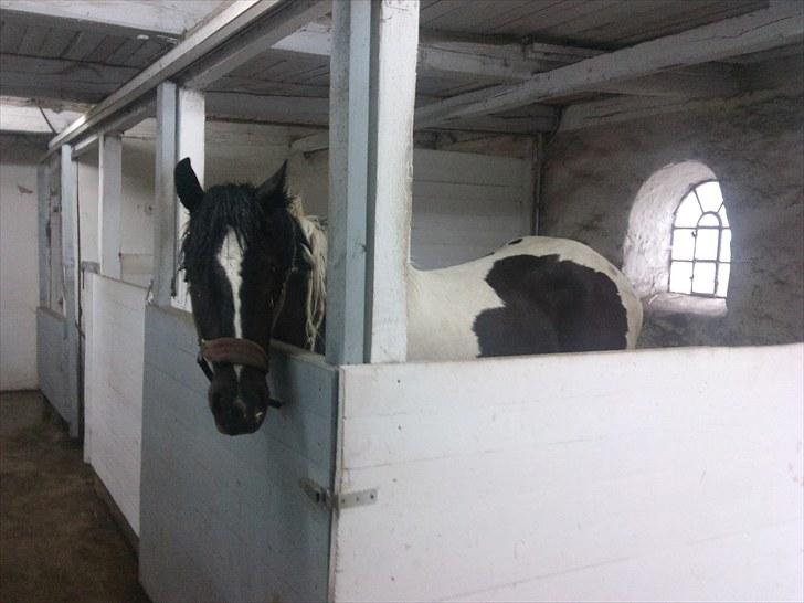 Irish Cob Mr.BigD of Irish (Samson) billede 2