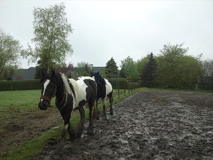 Irish Cob Mr.BigD of Irish (Samson) billede 3