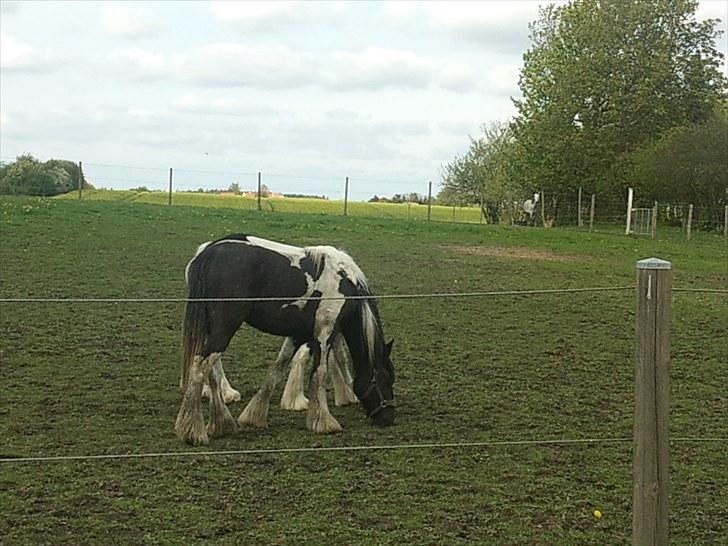 Irish Cob Mr.BigD of Irish (Samson) billede 4