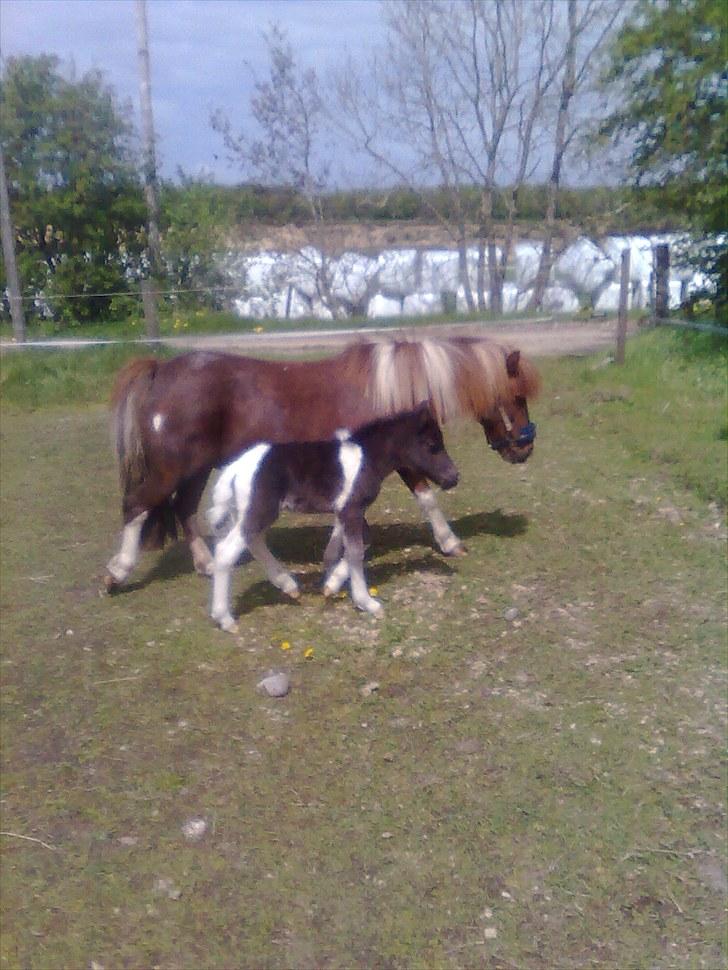 Shetlænder Laban billede 6