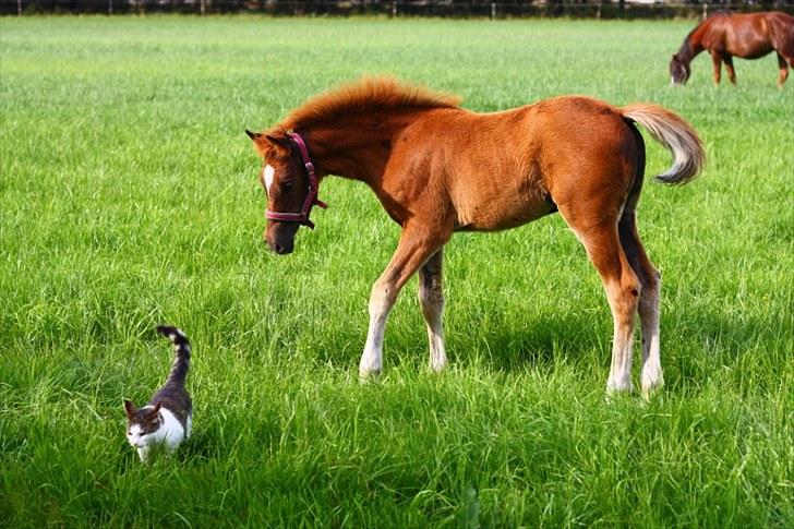 New Forest Calandias Bright Star billede 19