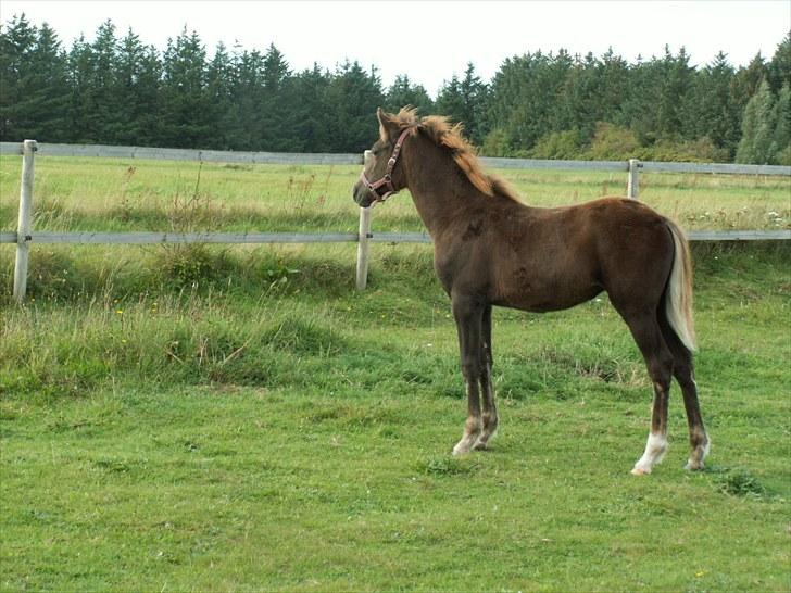 New Forest Calandias Bright Star billede 20