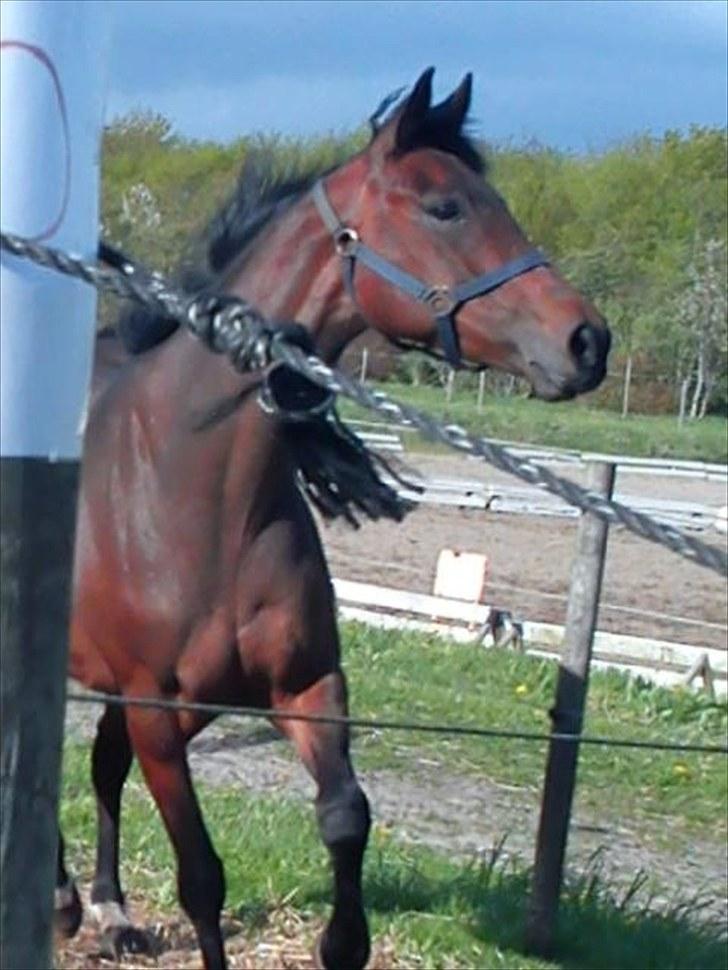 Anden særlig race Trinity - du er såe glad smmukke..<3   taget af mig med mobil  billede 15