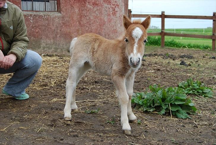 Shetlænder Tulle - Velkommen! Jeg er Tulle billede 1