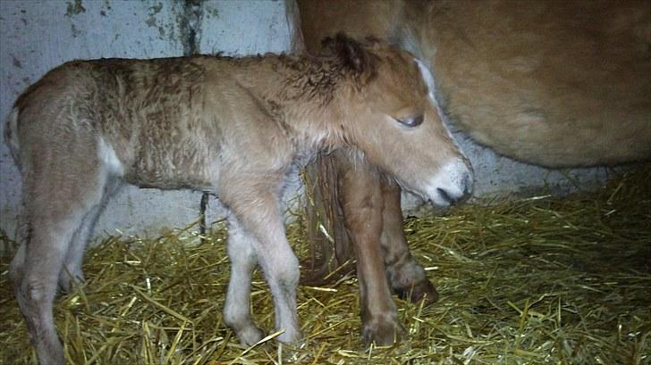 Shetlænder Tulle - Nyfødte Tulle den 12-05-2010, kun få timer gammel billede 2