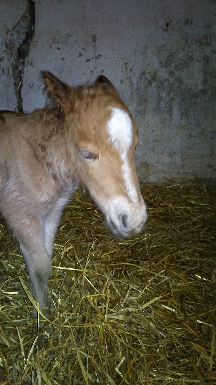 Shetlænder Tulle - Få timer gammel og stadig våd bag ørerne billede 3