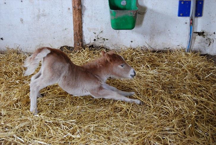 Shetlænder Tulle - Skønt at strække sig efter en lille slapper i halmen billede 4