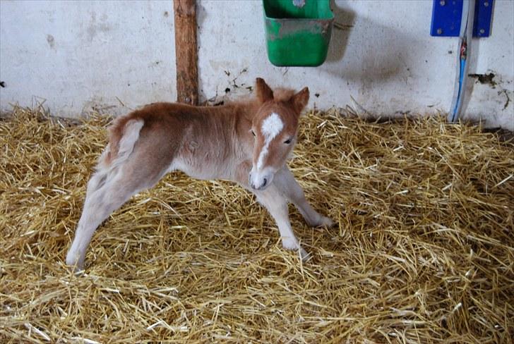 Shetlænder Tulle - Tulle, 2 dage gammel den 14-05-2010 billede 5