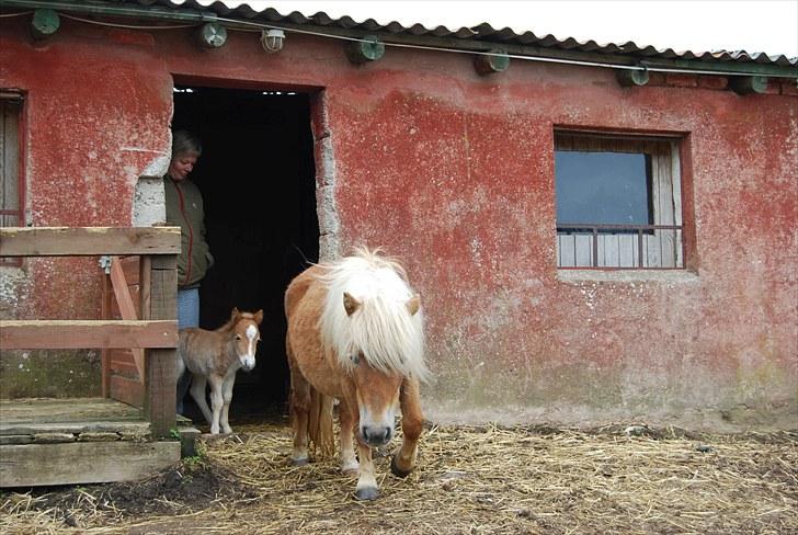 Shetlænder Tulle - Ud og se folden for første gang billede 6