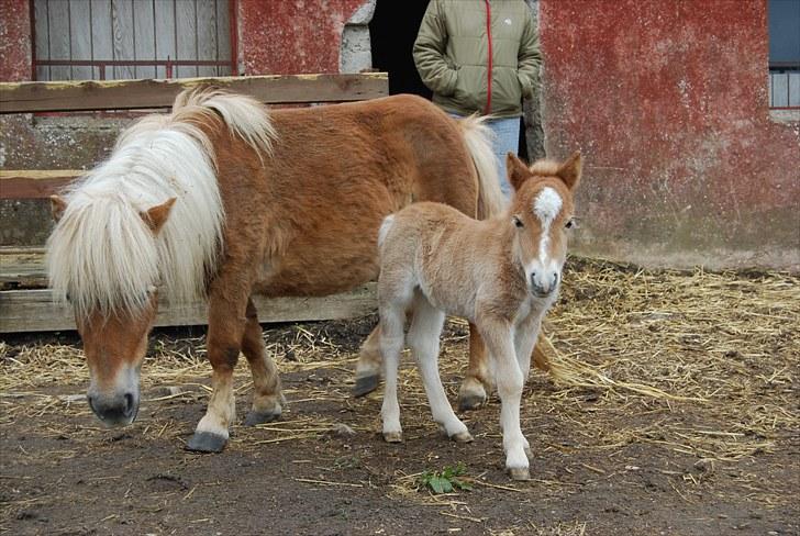 Shetlænder Tulle billede 7
