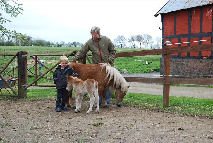 Shetlænder Tulle - Tulle er vildt interesseret i alle mennesker, uanset størrelse billede 8