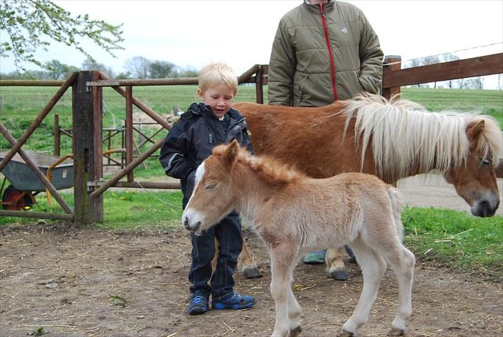 Shetlænder Tulle billede 9