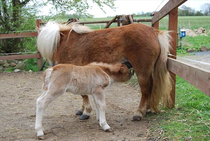 Shetlænder Tulle - Så er det tid til en mælketår billede 10