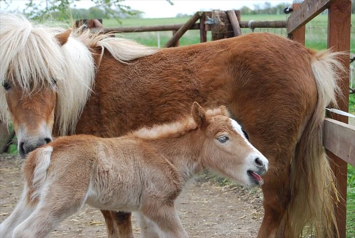 Shetlænder Tulle - Aaaarh, det var godt med lidt mamse billede 11