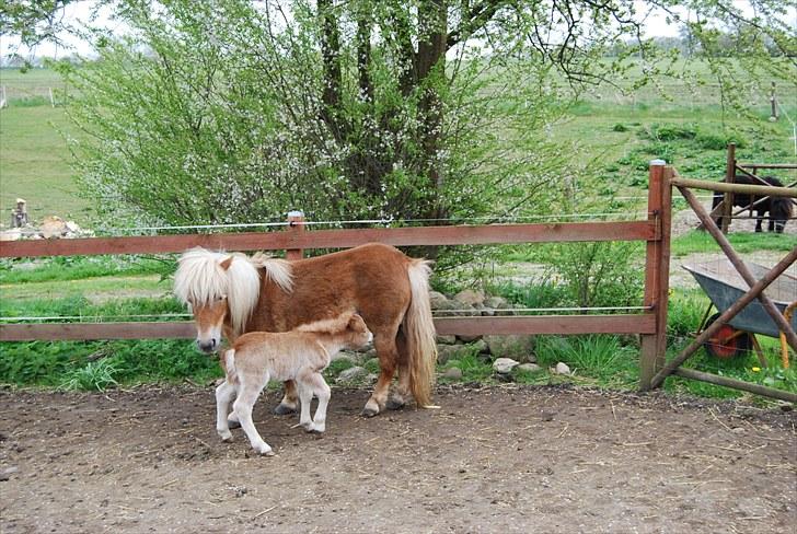 Shetlænder Tulle - Så skal der ske noget! billede 12