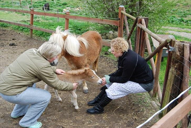 Shetlænder Tulle - Tulle nysgerrig som altid:) billede 13